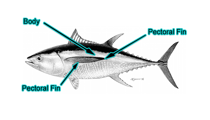 Medium Yellowfin Tuna (Photo: Schafer, 1999)