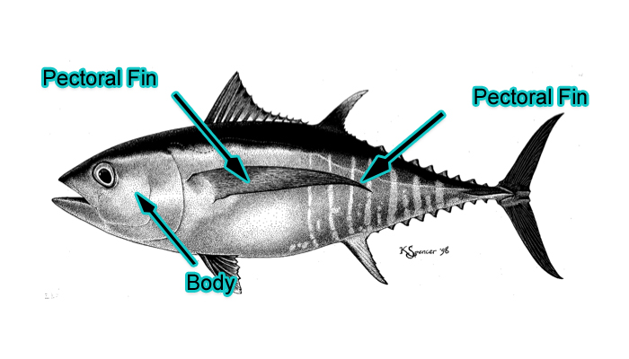 Bigeye Tuna (Photo: Schafer, 1999)