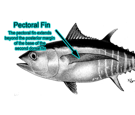 Pectoral Fin (Photo: Schafer, 1999)