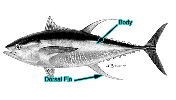 Large Yellowfin Tuna (Photo: Schafer, 1999)