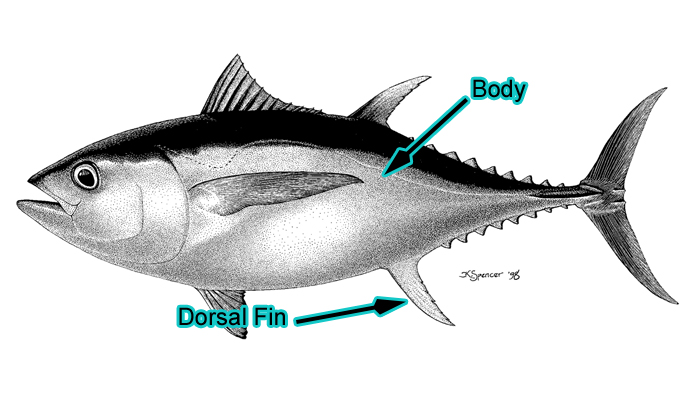 Large Bigeye Tuna (Photo: Schafer, 1999)