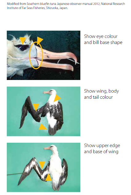 Bird characteristics.png