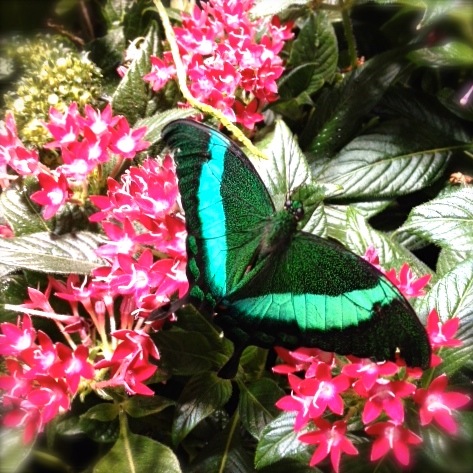 Waypoint 8 - Live Butterflies!Hosted by Evelise Archer