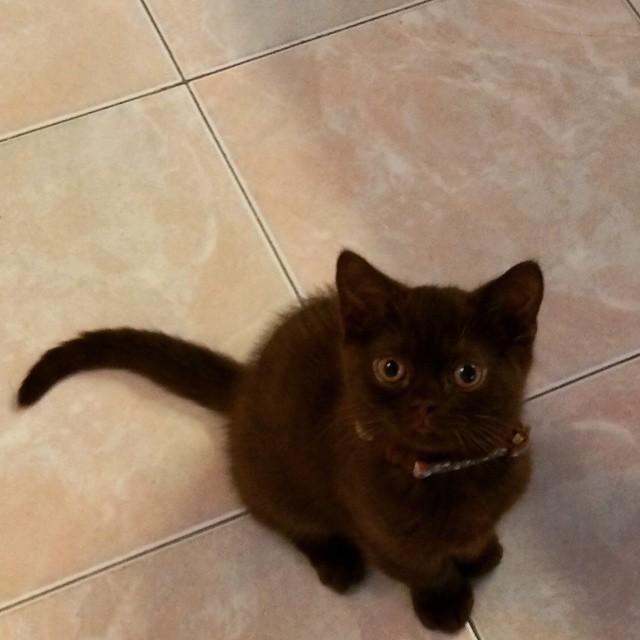 Moka, back in March, when he was tiny enough to stage disappearing acts!