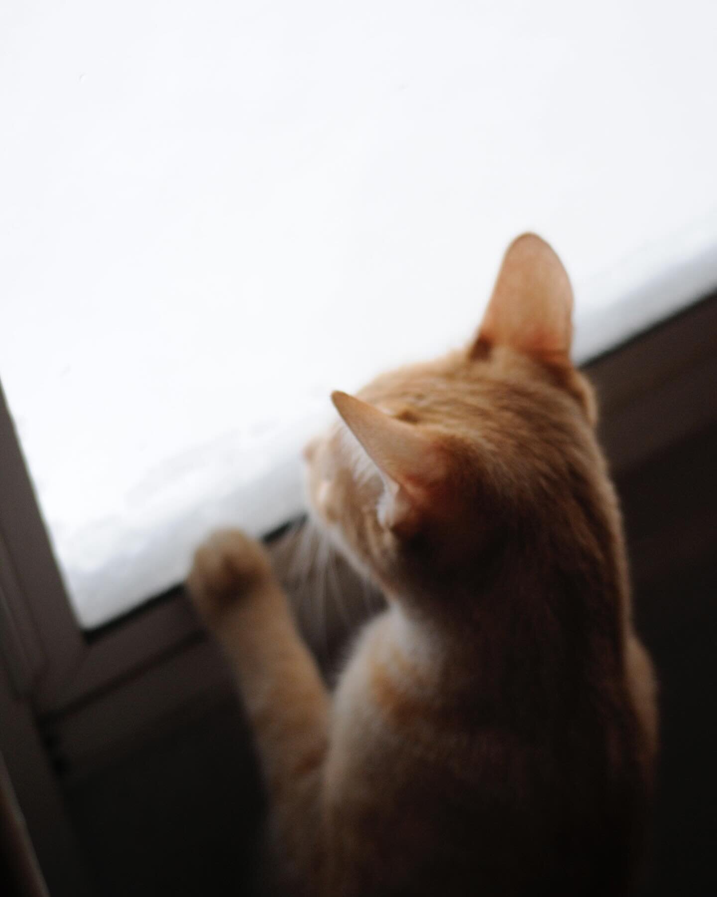 There is something so peaceful and cozy on these quiet snowy days. While most of the cats are napping, Peach can&rsquo;t get enough of watching the big fluffy snowflakes fall. #snow #snowday #catsofinstagram #catmom