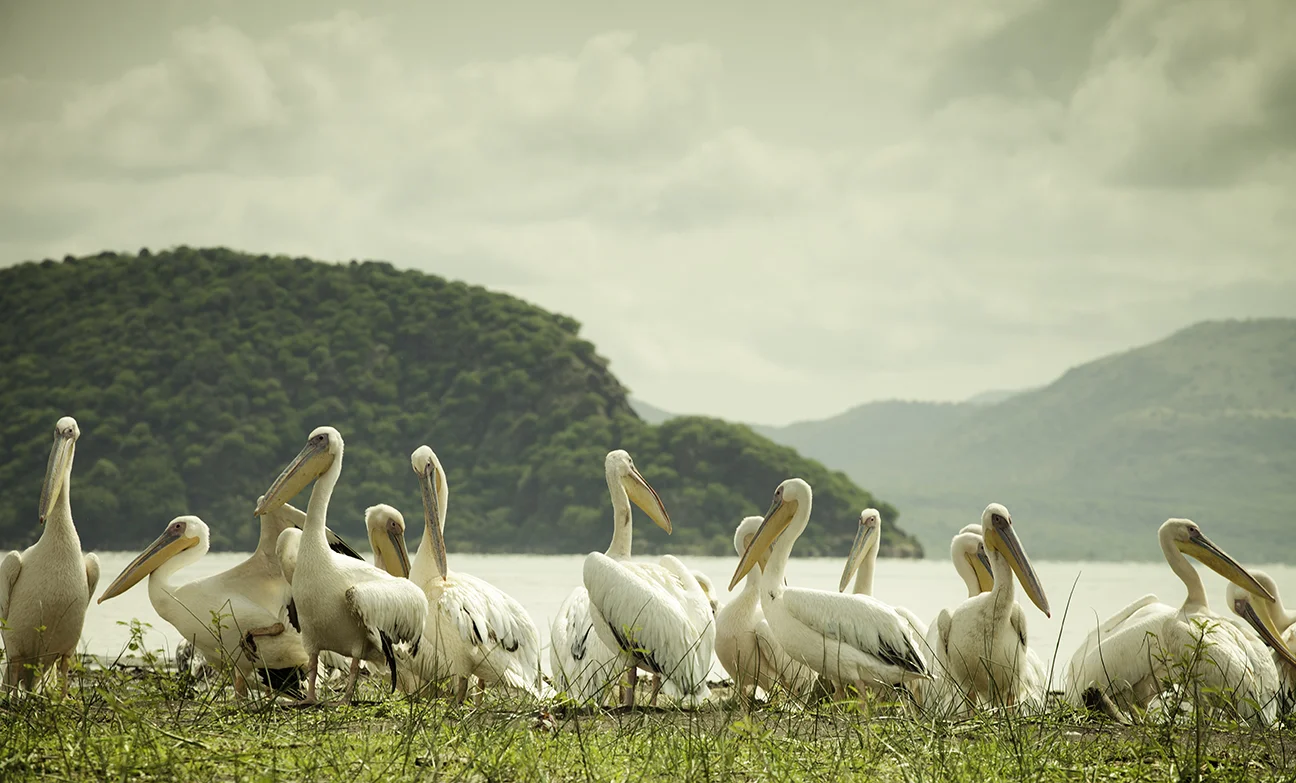 pelicans.jpg