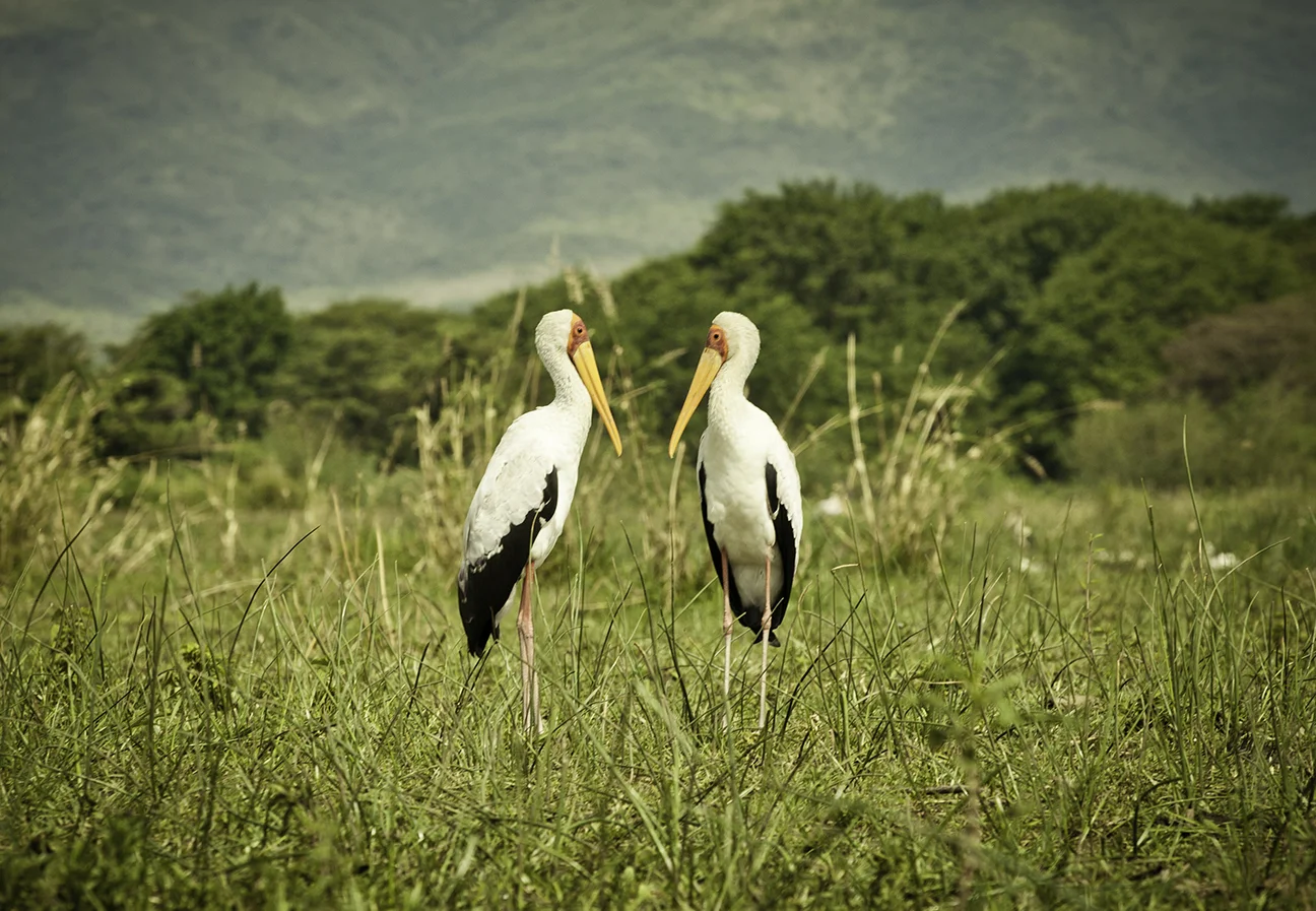 lovebirds.jpg