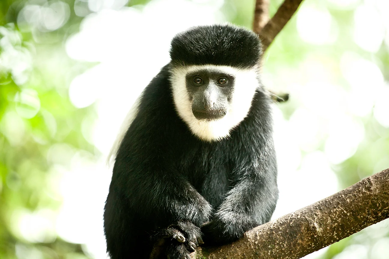 colobus.jpg