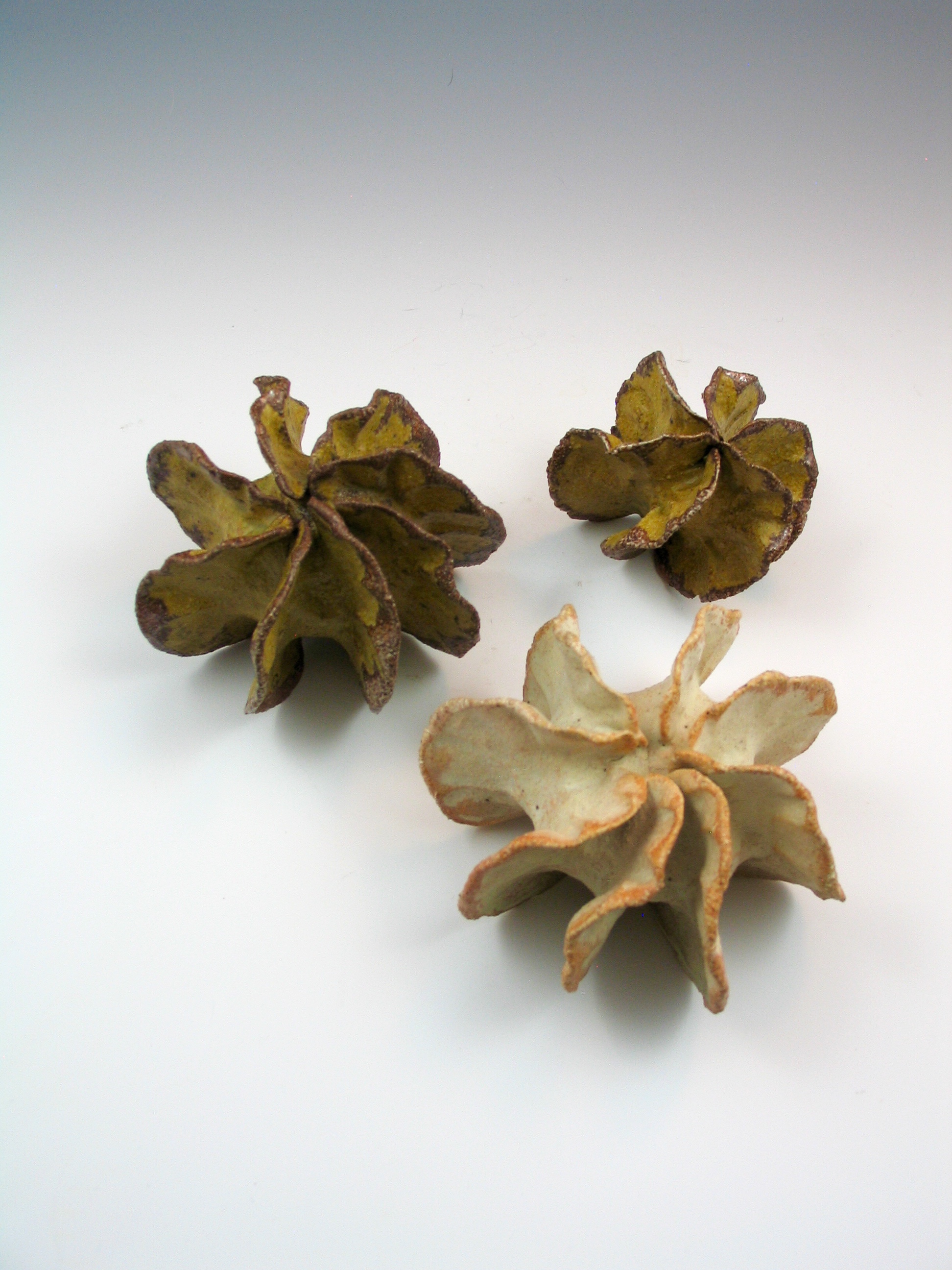 siembra2 and pods 039.jpg