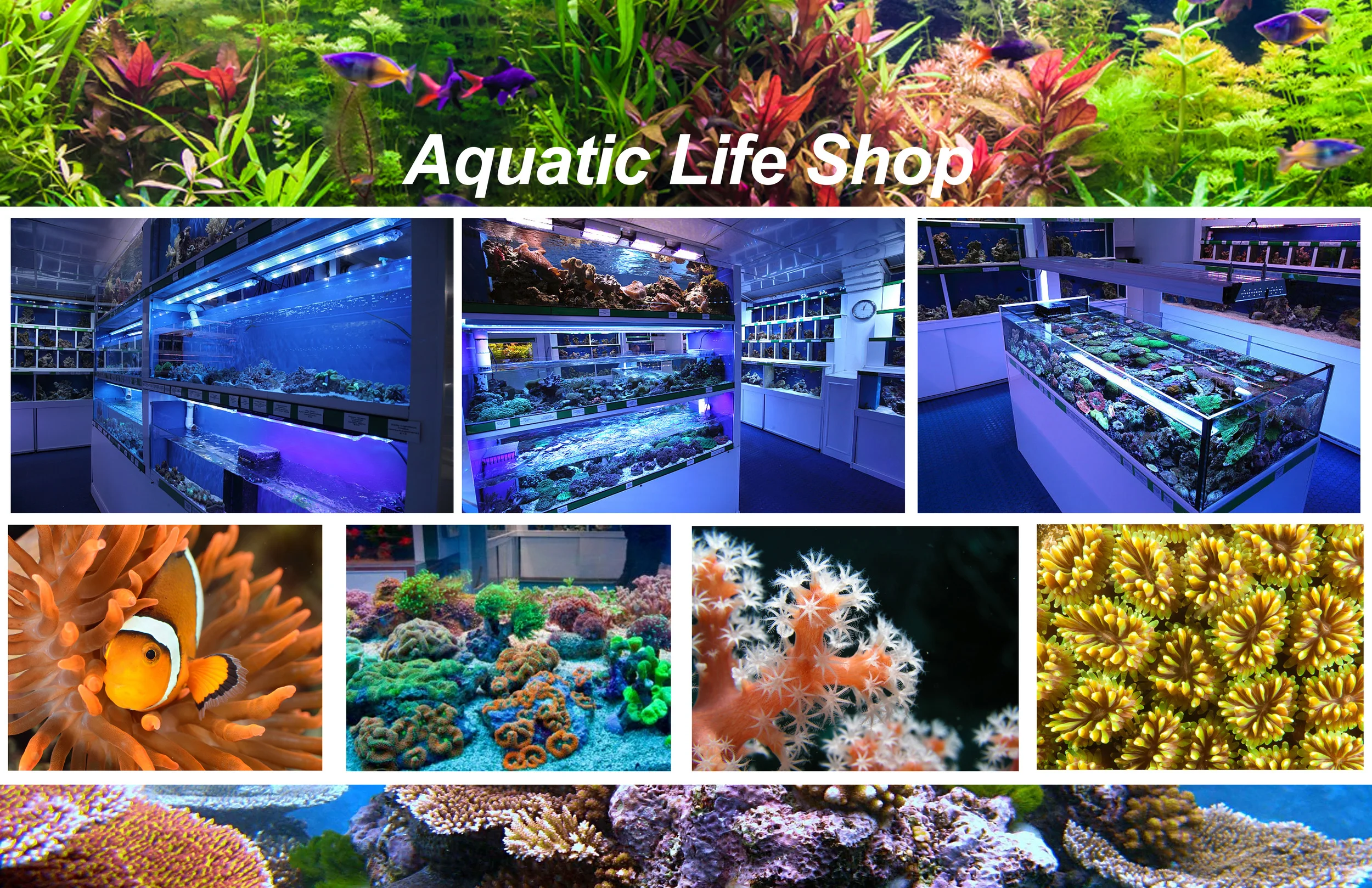 aquatic life shop 2.jpg