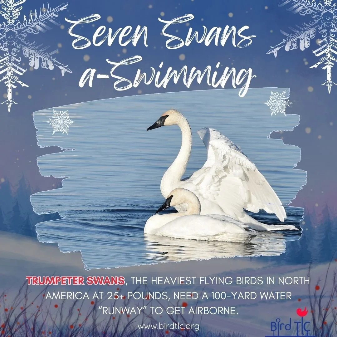 Seven (Trumpeter) Swans A’Swimming — Bird Treatment and Learning Center