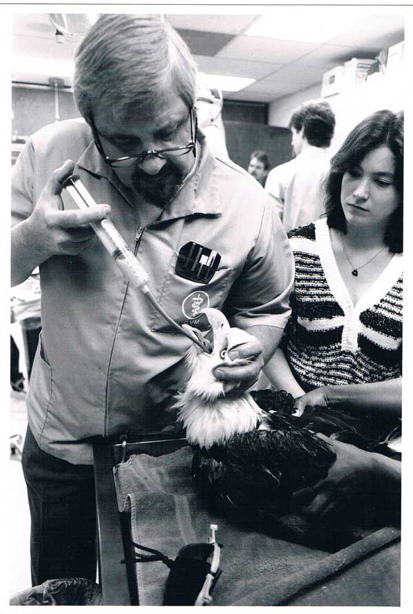 Dr. Scott treats an eagle injured during the Exxon Valdez oil spill.