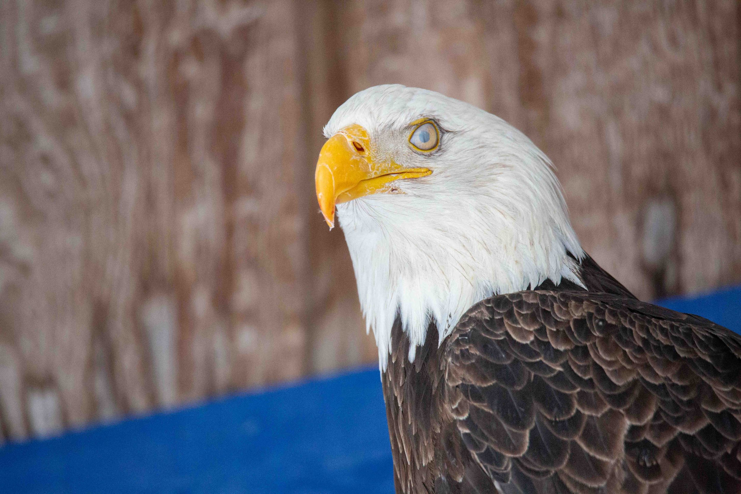 Eagle Eyes on the Environment  Audubon Center for Birds of Prey
