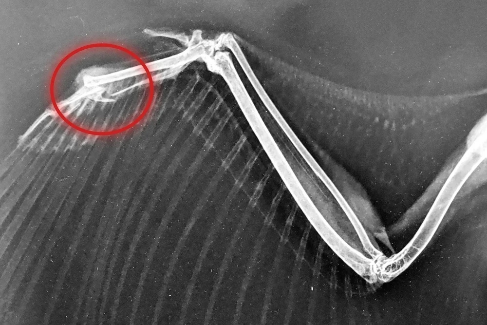 NHO Xray.jpg