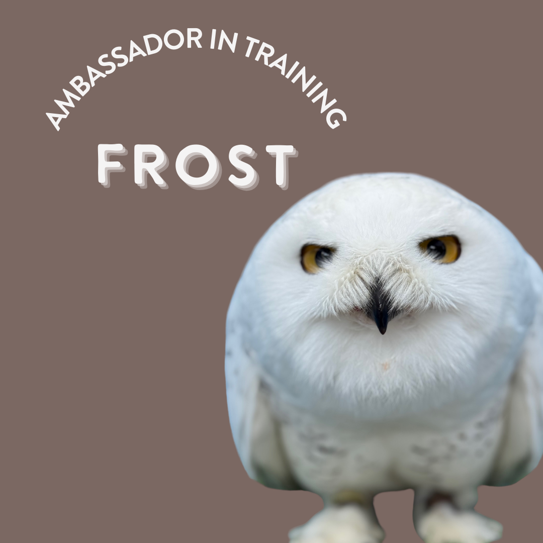 Ambassador Bird photos for webpage (1).png