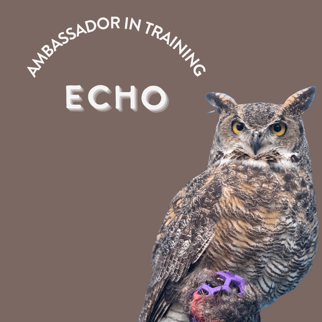 Ambassador Bird photos for webpage (2).png