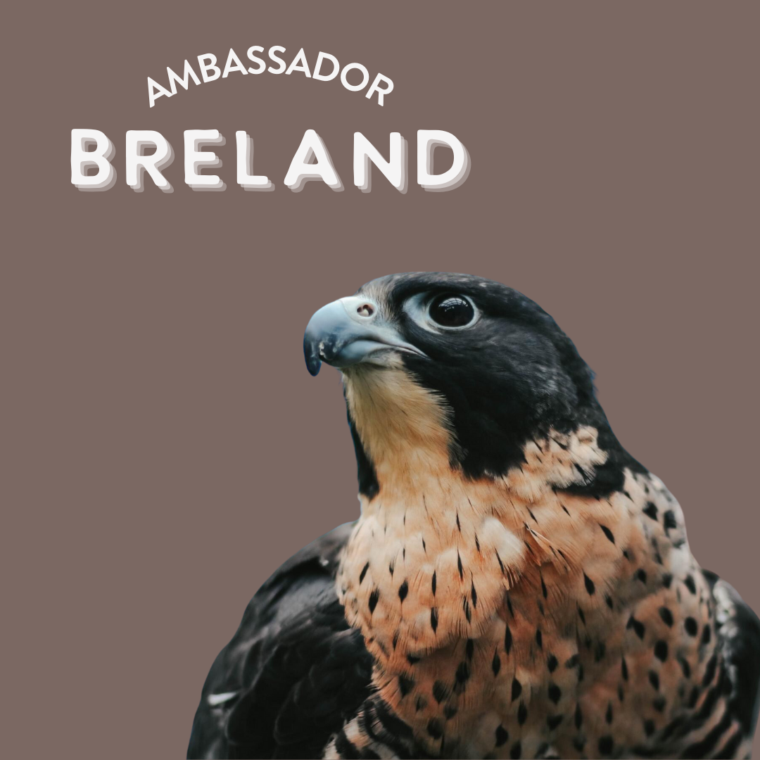 Ambassador Bird photos for webpage (4).png