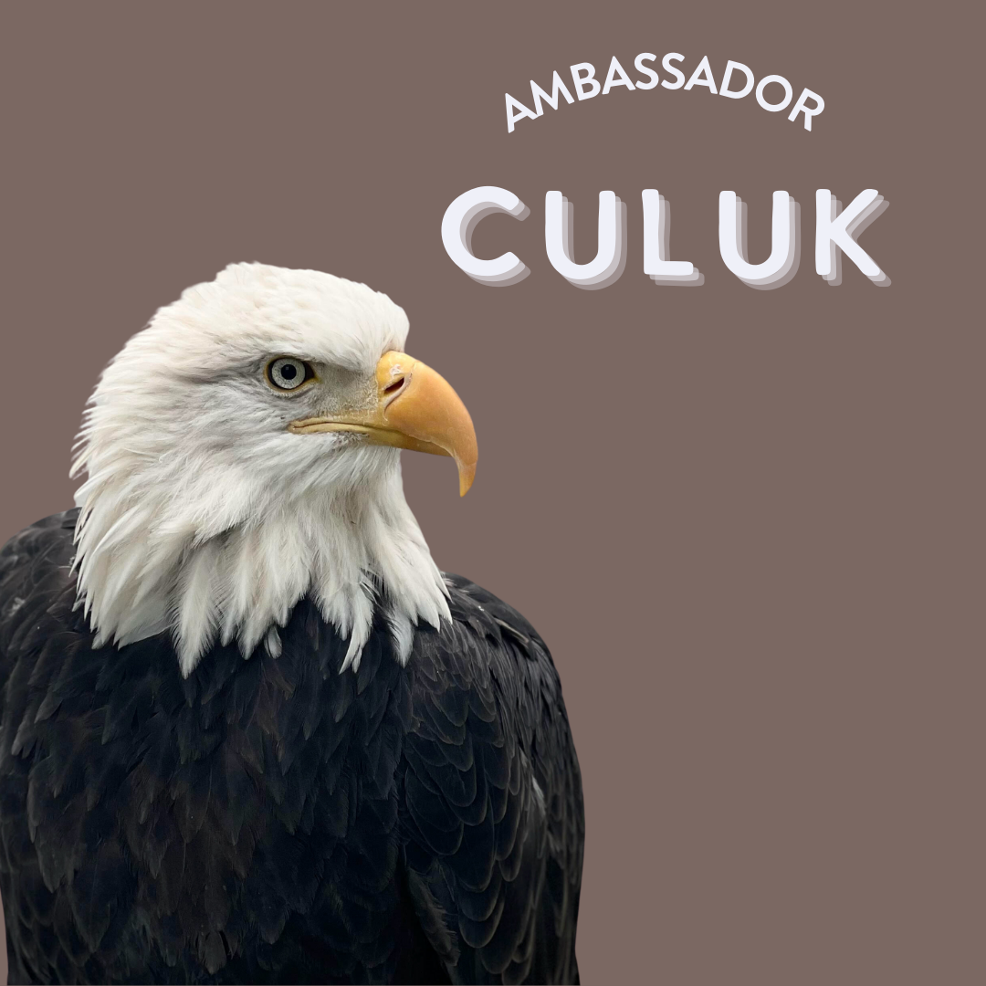 Ambassador Bird photos for webpage (3).png