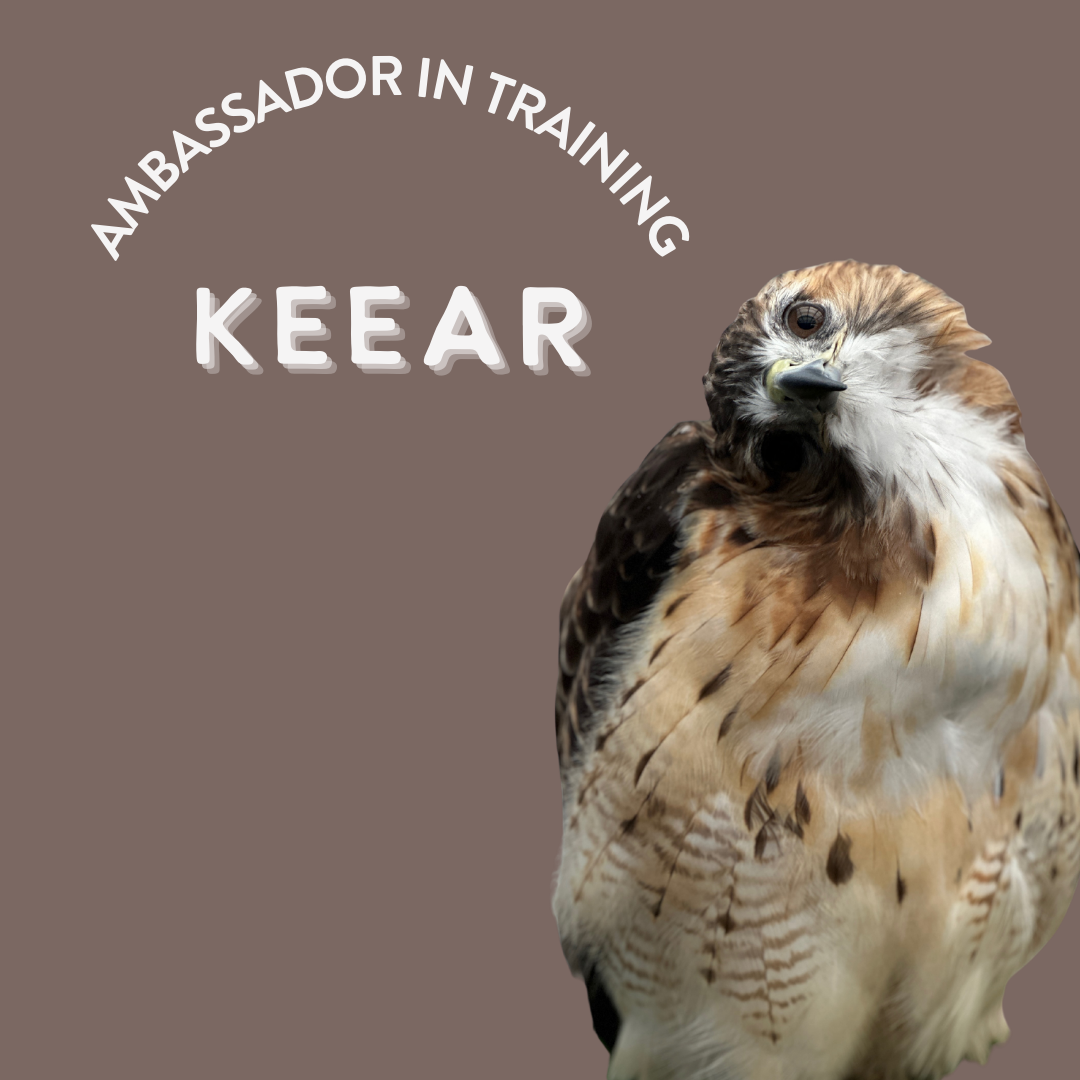 Ambassador Bird photos for webpage.png