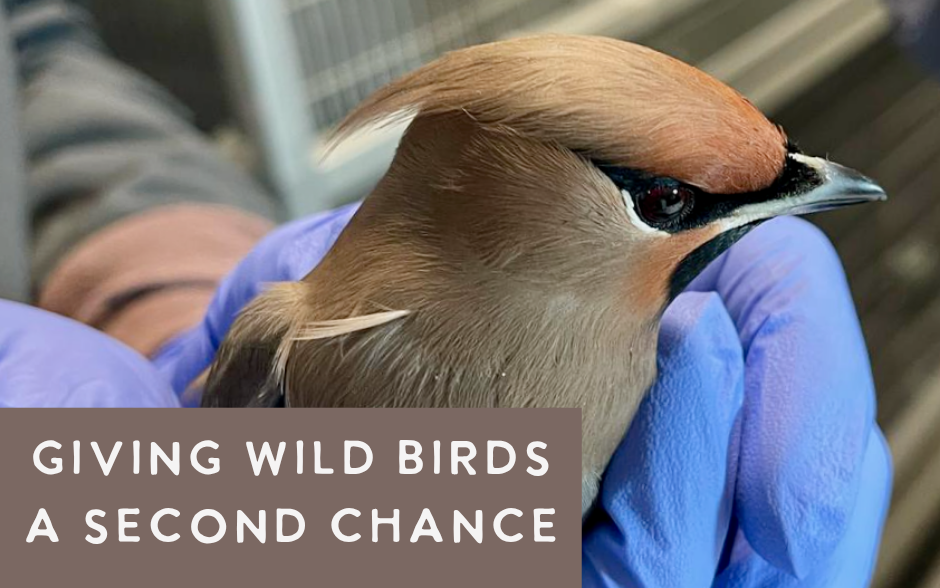 Bird Treatment and Learning Center