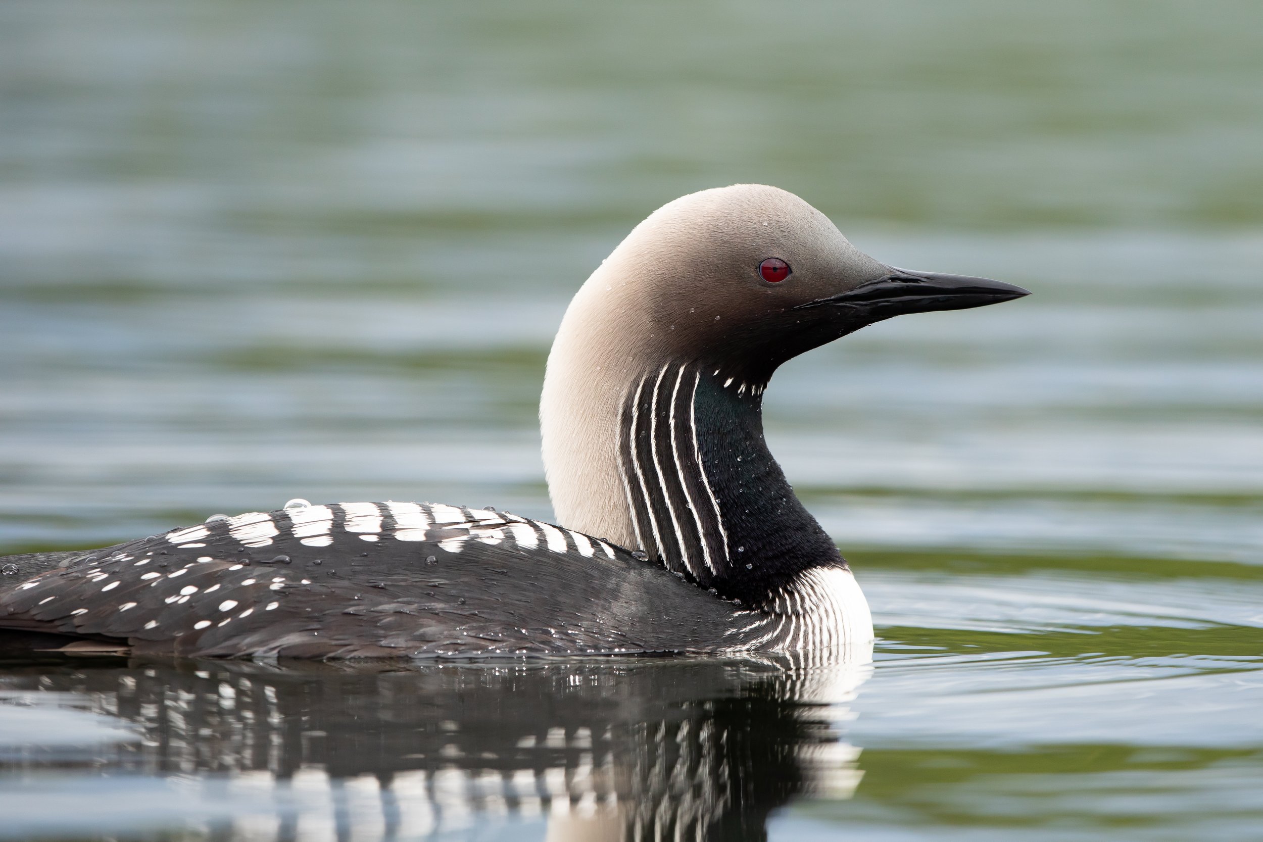 Loons, Lines, and Lead — Bird Treatment and Learning Center