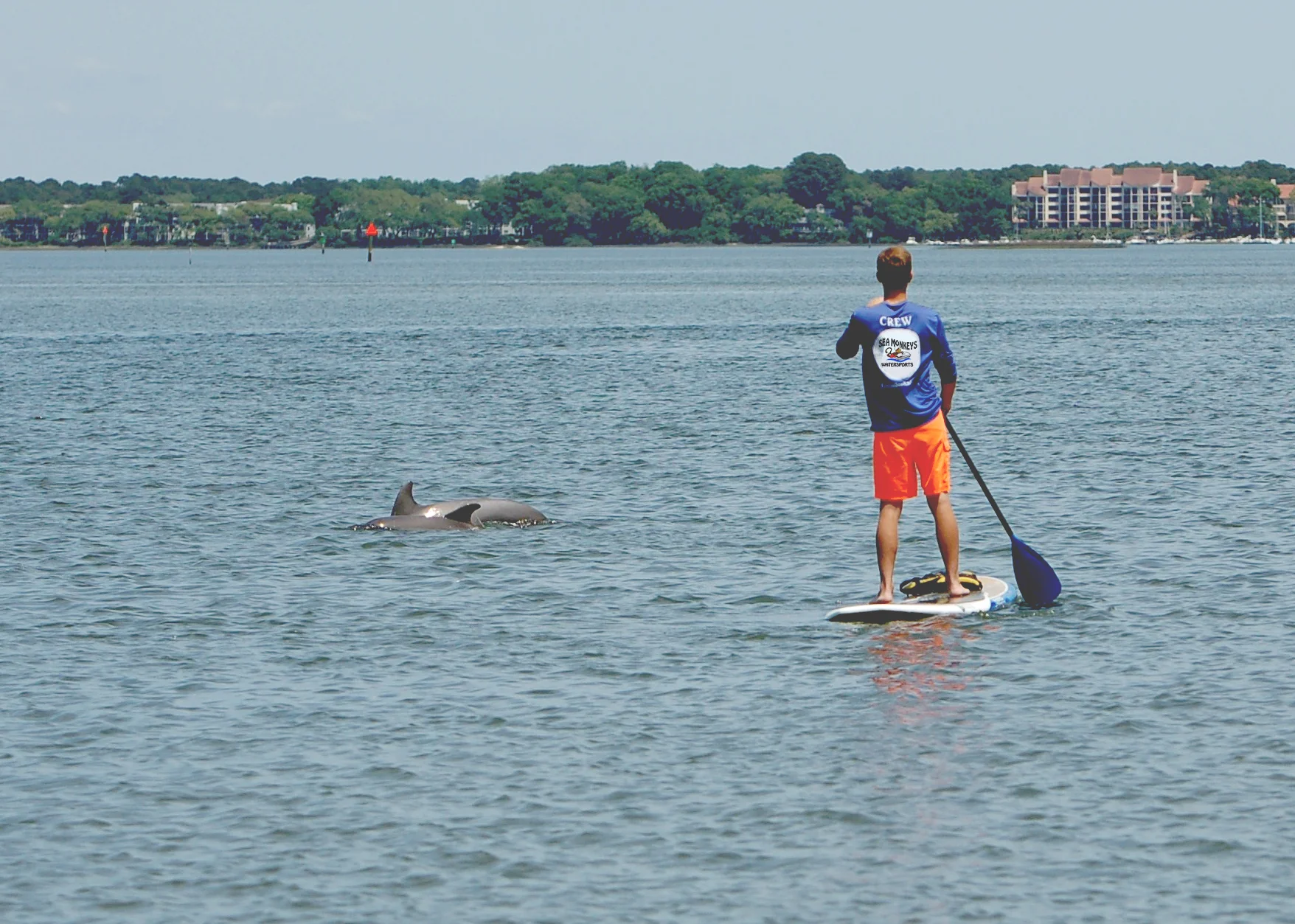 SeaMonkeysHHIDolphins.jpg