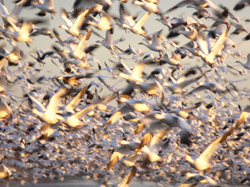 Snow Geese, Bosque del Apache