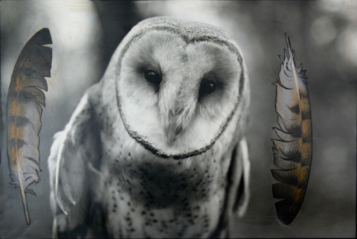 Barn Owl