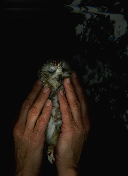 Saw-whet Owl