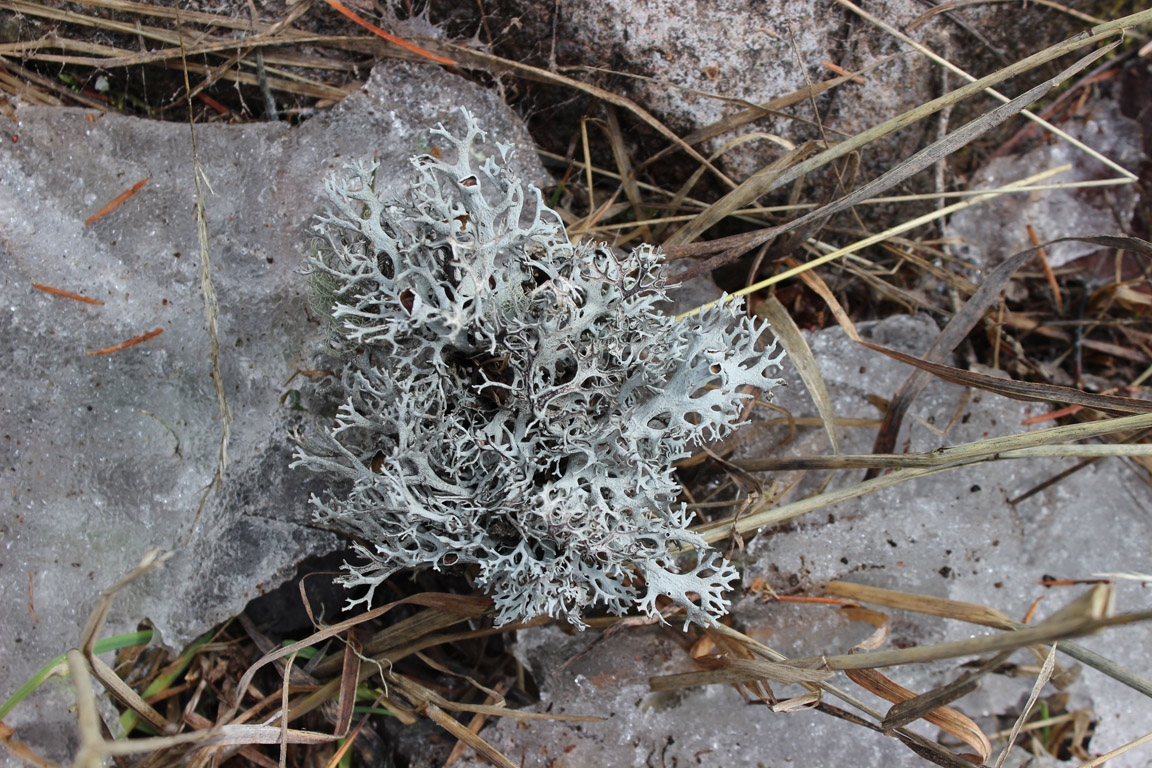 Lichen, Valle Caldera, New Mexico