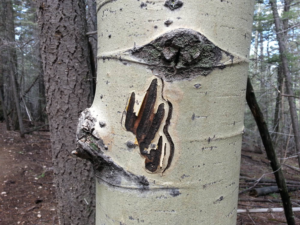 Aspen with Bear Marks