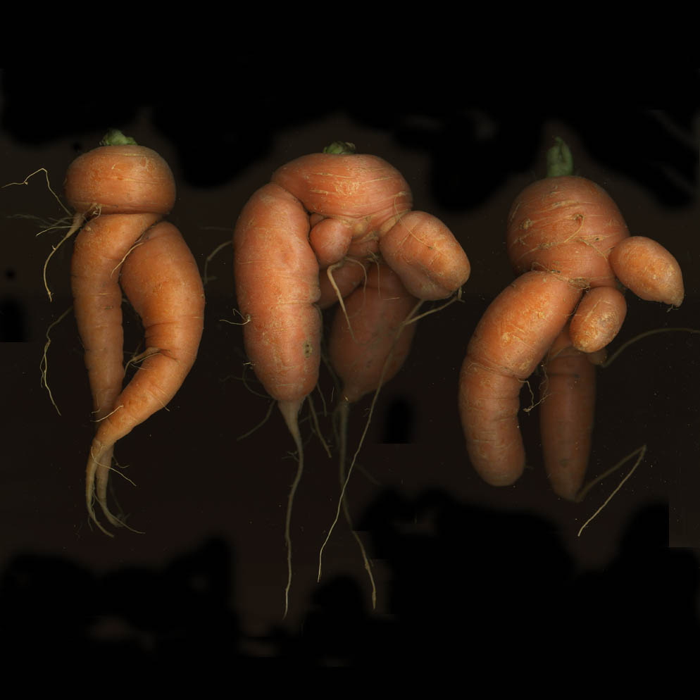 Carrots: One Straw Farm