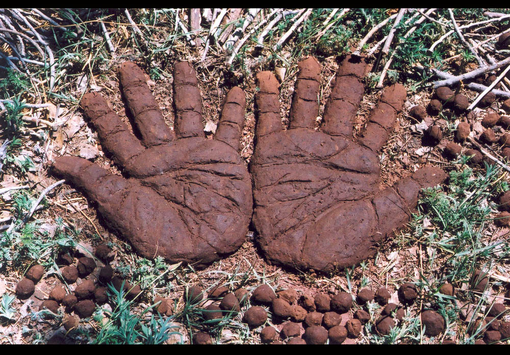 SEED HANDS