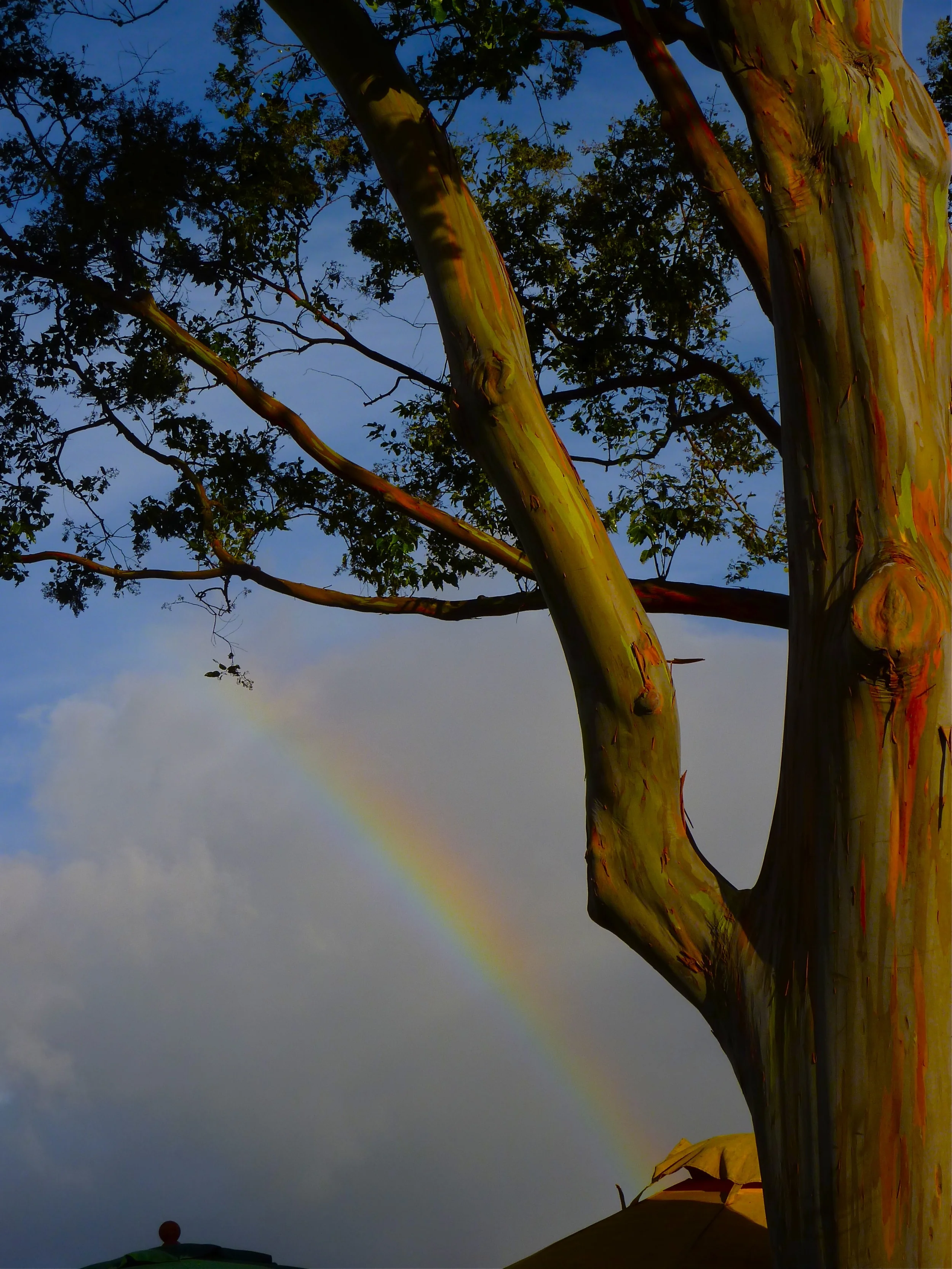 Rainbow Eucalyptus with Real Rainbow