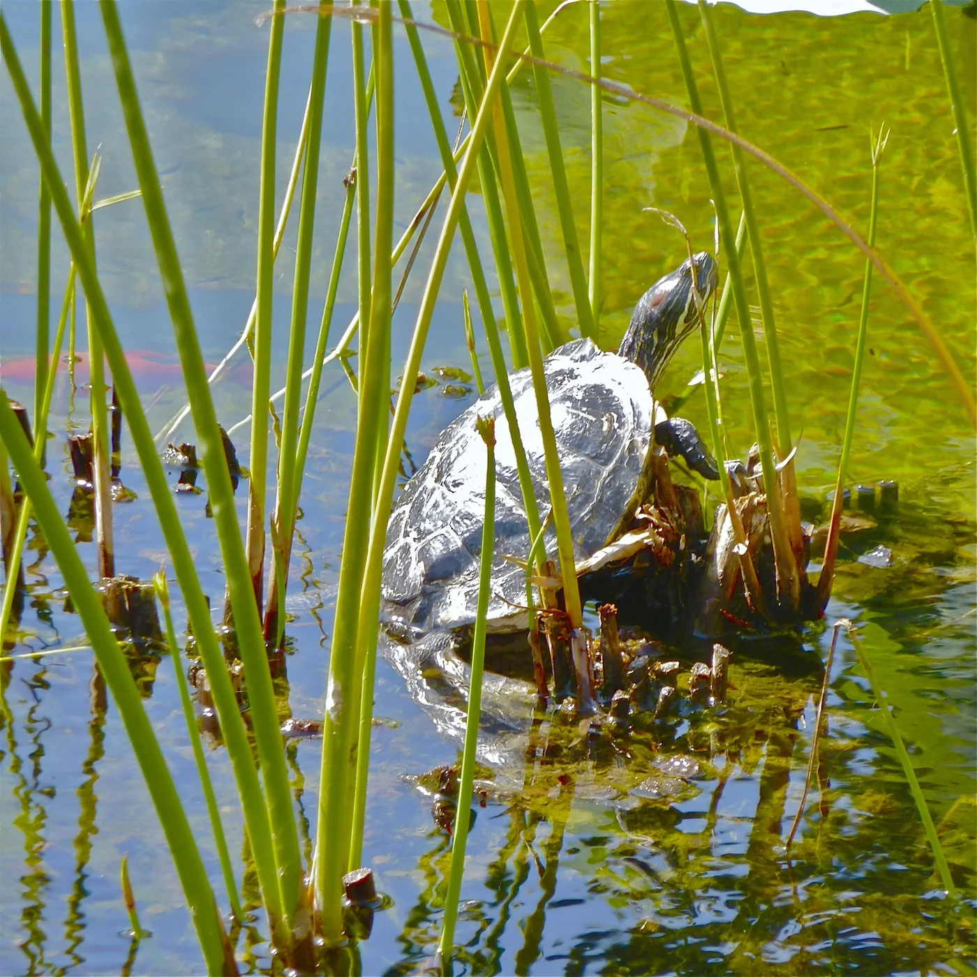 Turtle Tanning