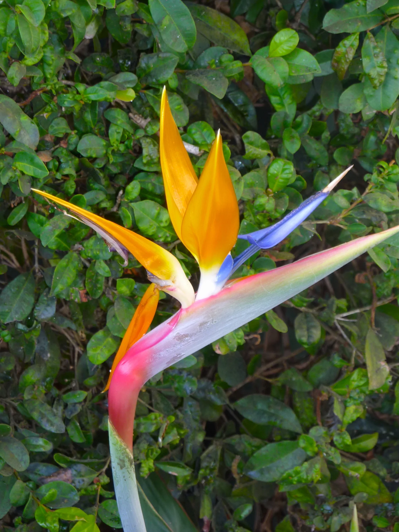 Bird of Paradise II