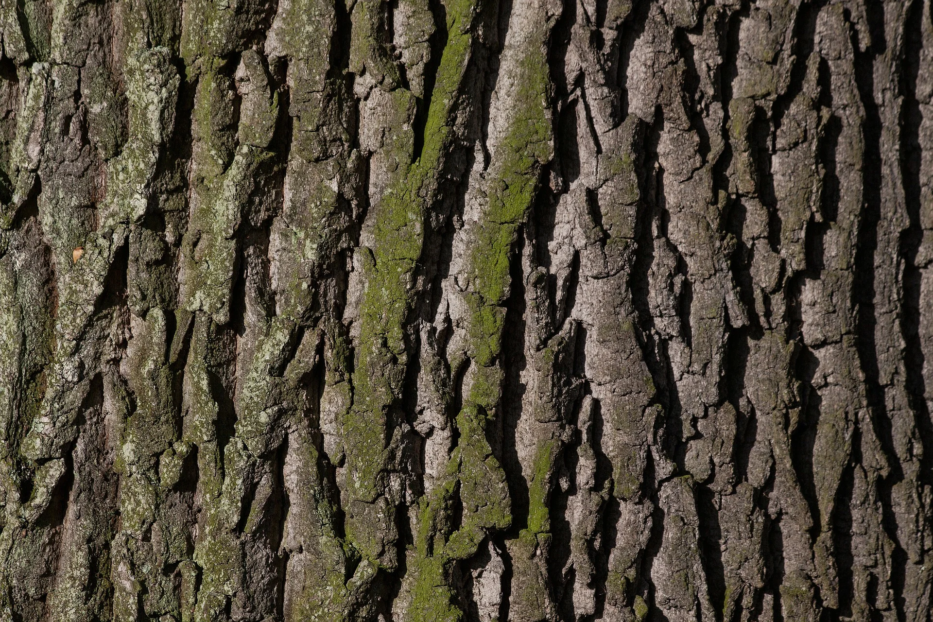 bark-207252_1920.jpg