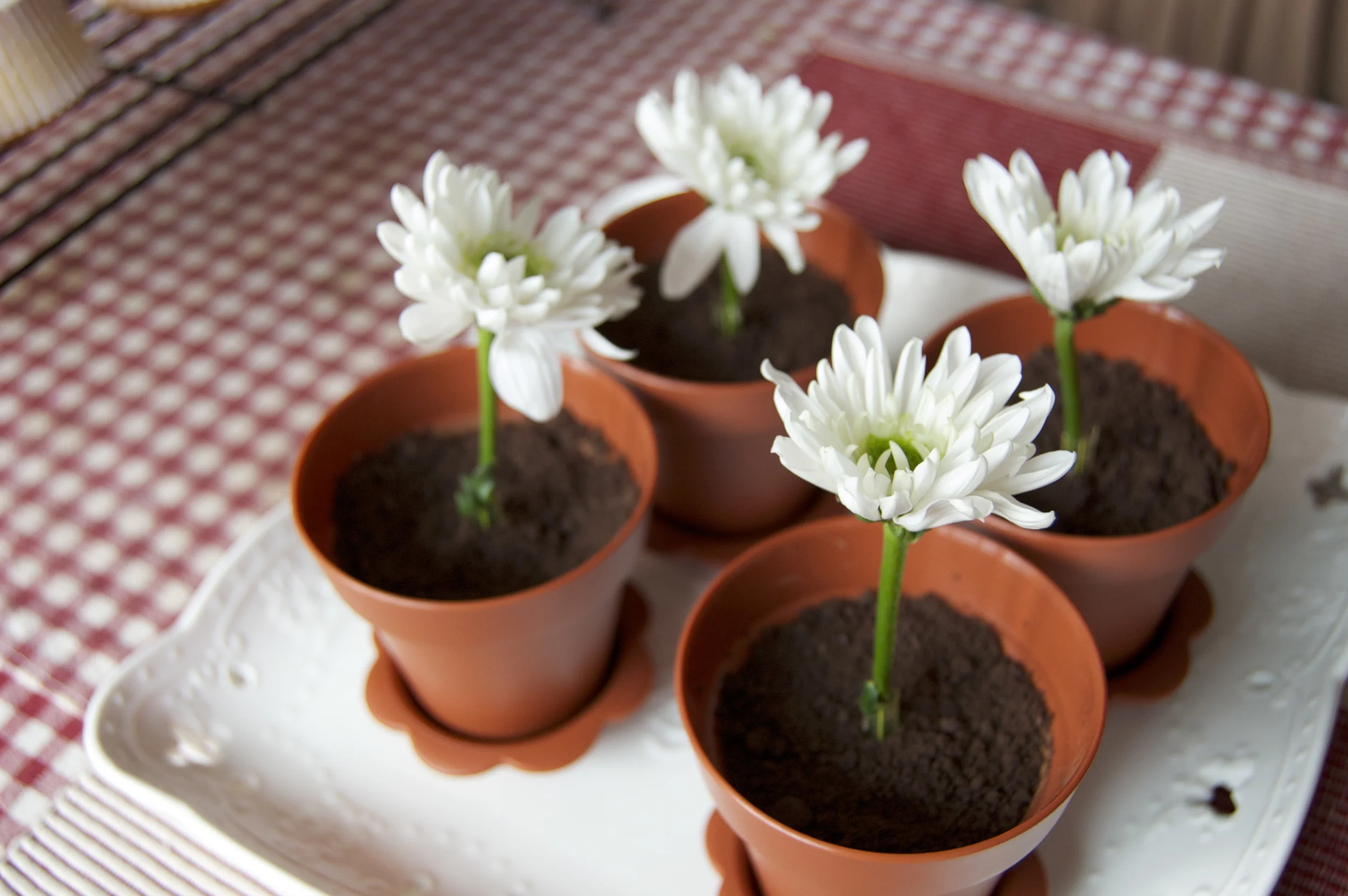 The cutest tiramisu ever!