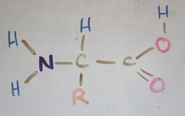  This is the basic structure of an amino acid. The “R” could be a number of carbon containing systems.