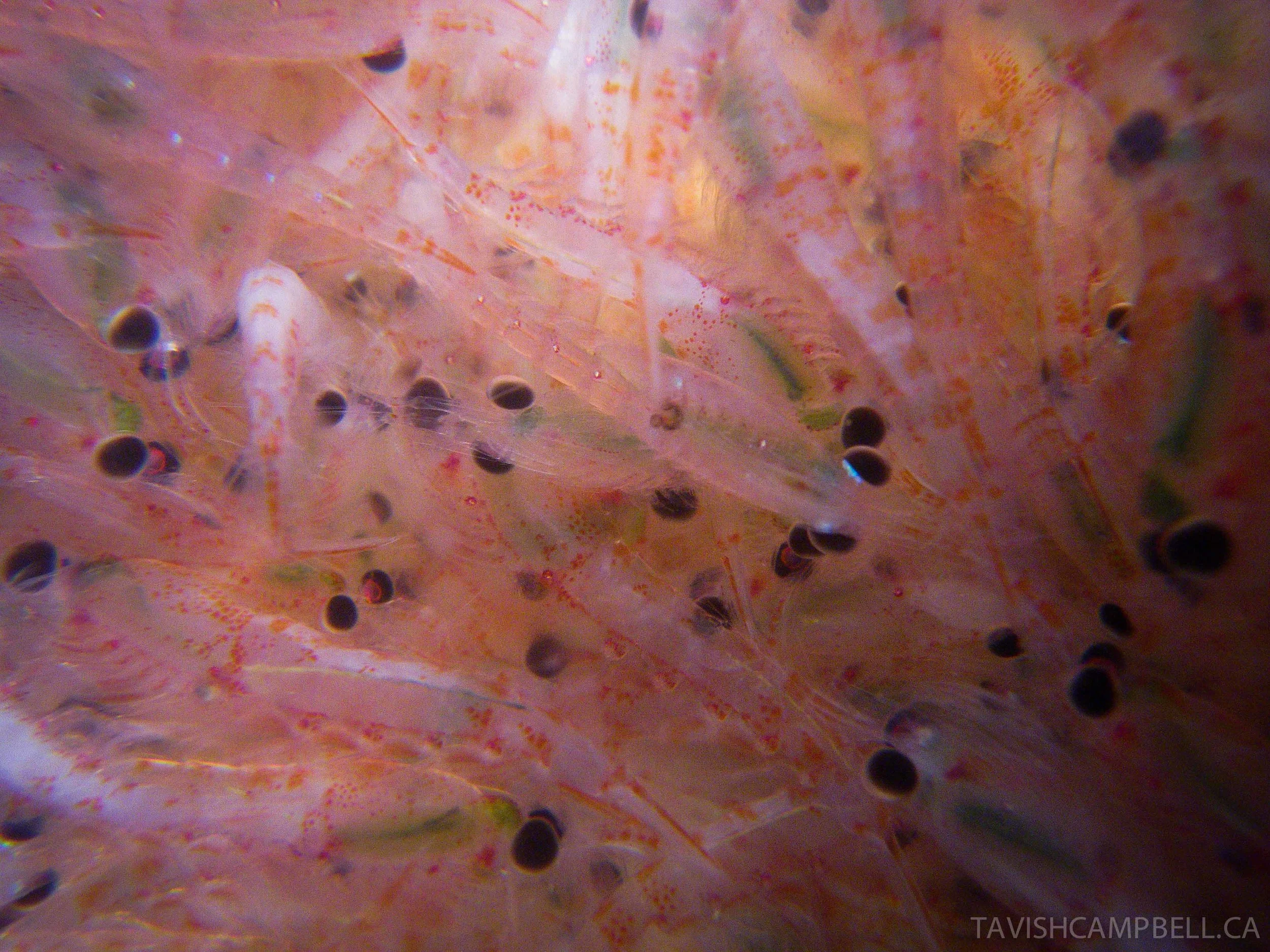North Pacific krill are a foundation species on this coast, feeding everything from 5" herring to 50’ humpback whales. They taste okay, only if you add a little garlic.