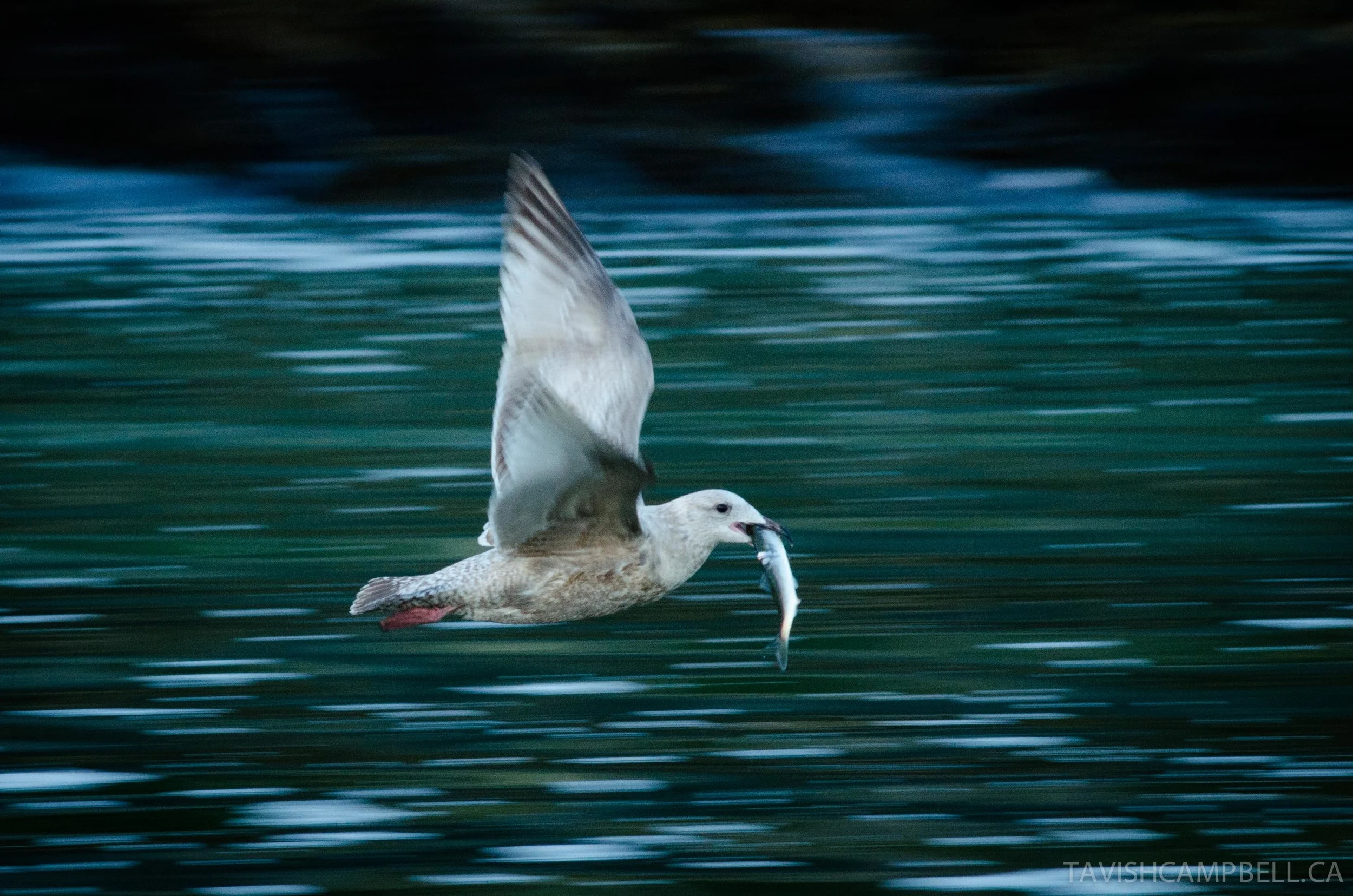 The spring herring spawn on our coast is an event of a magnitude similar to the fall return of salmon. Countless species gather to partake in the feast these small fish offer. This young herring gull is doing what it has evolved perfectly to do: eat herring.