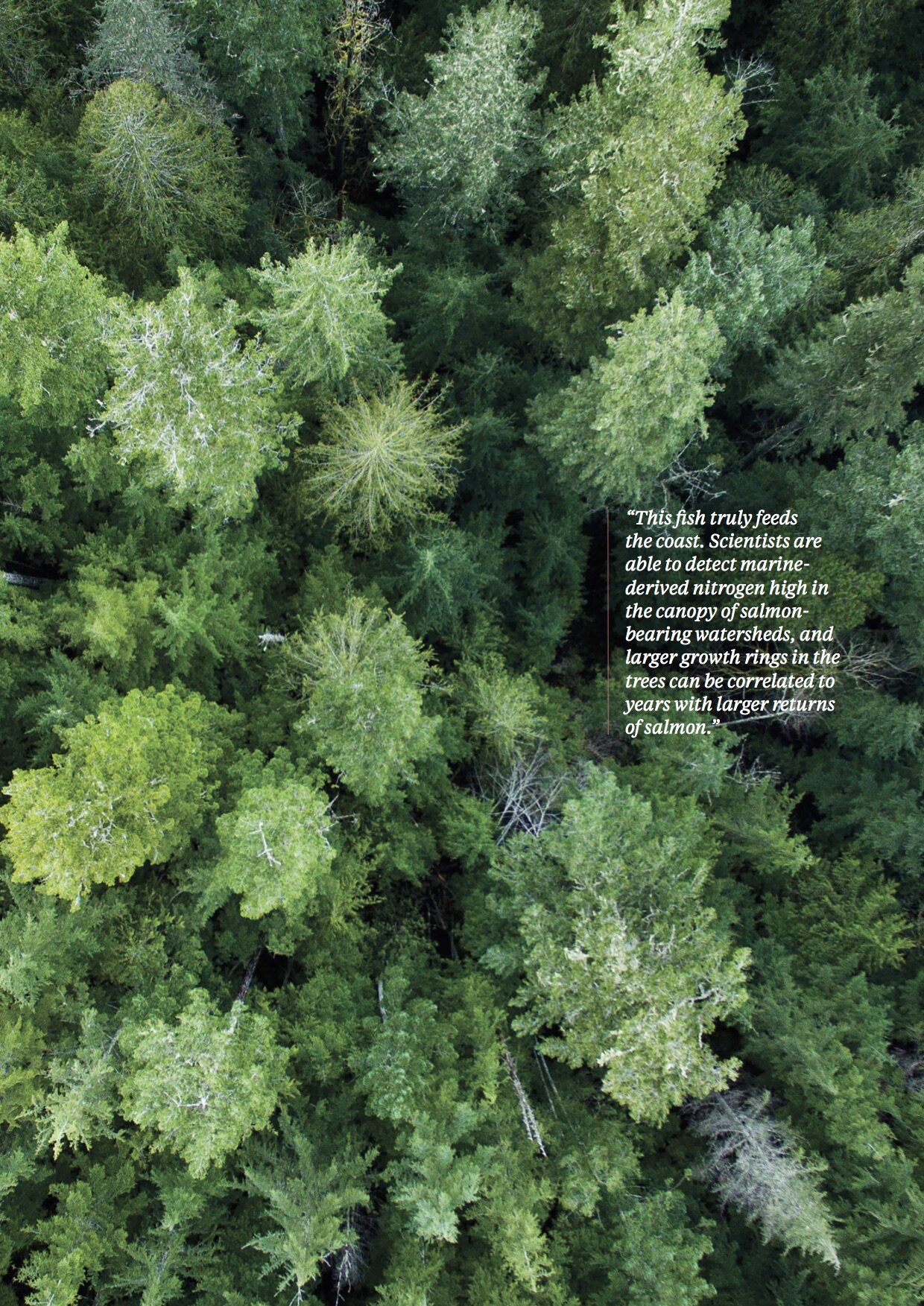 Issue 1 - Salmon_6.jpg