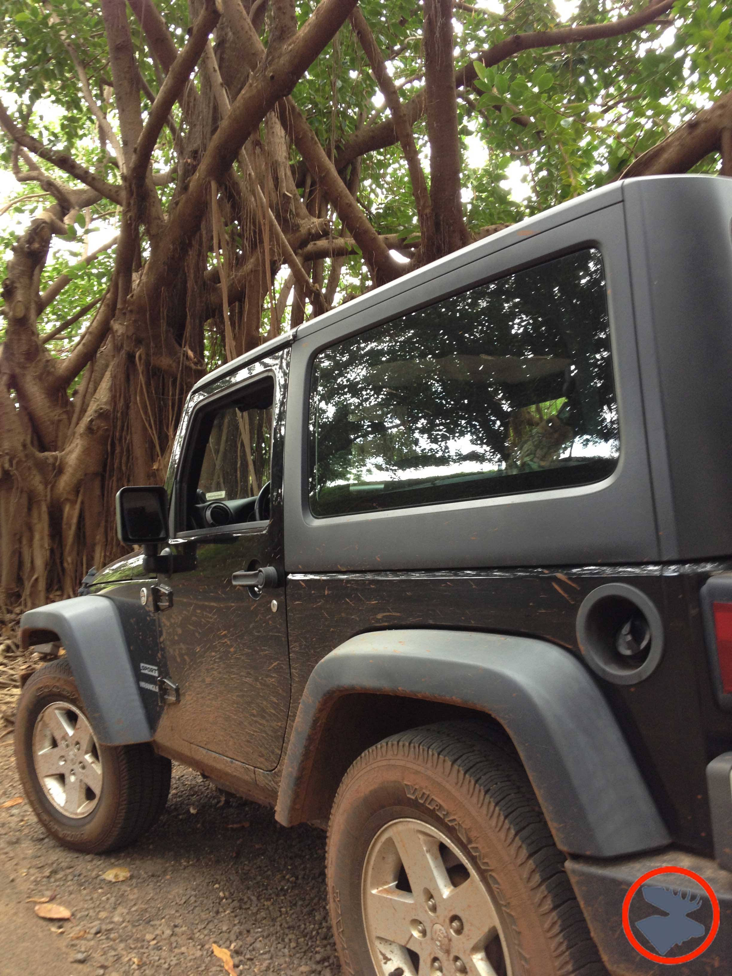 Jeep & Banyon Trees_Kauai.jpg