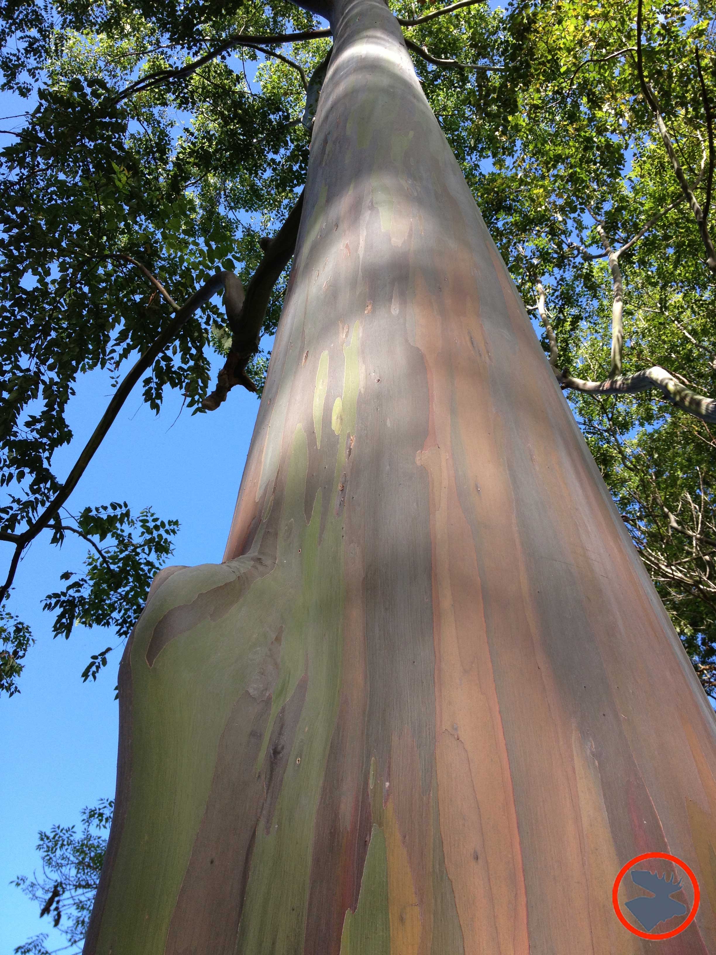 Trees-at-Arboretum_Kauai.jpg
