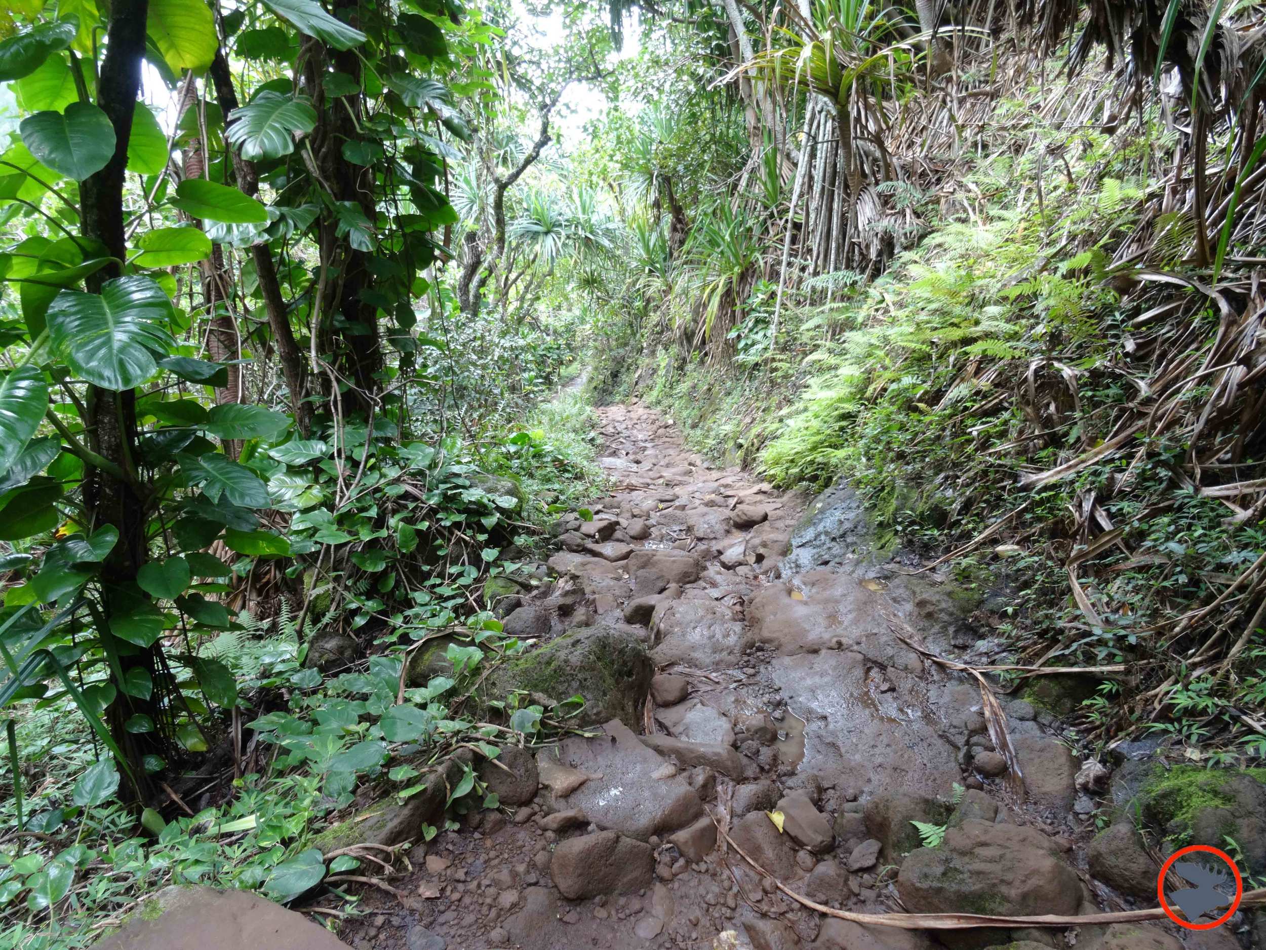 Kalalau-Trail-on-Napali-Coast3.jpg