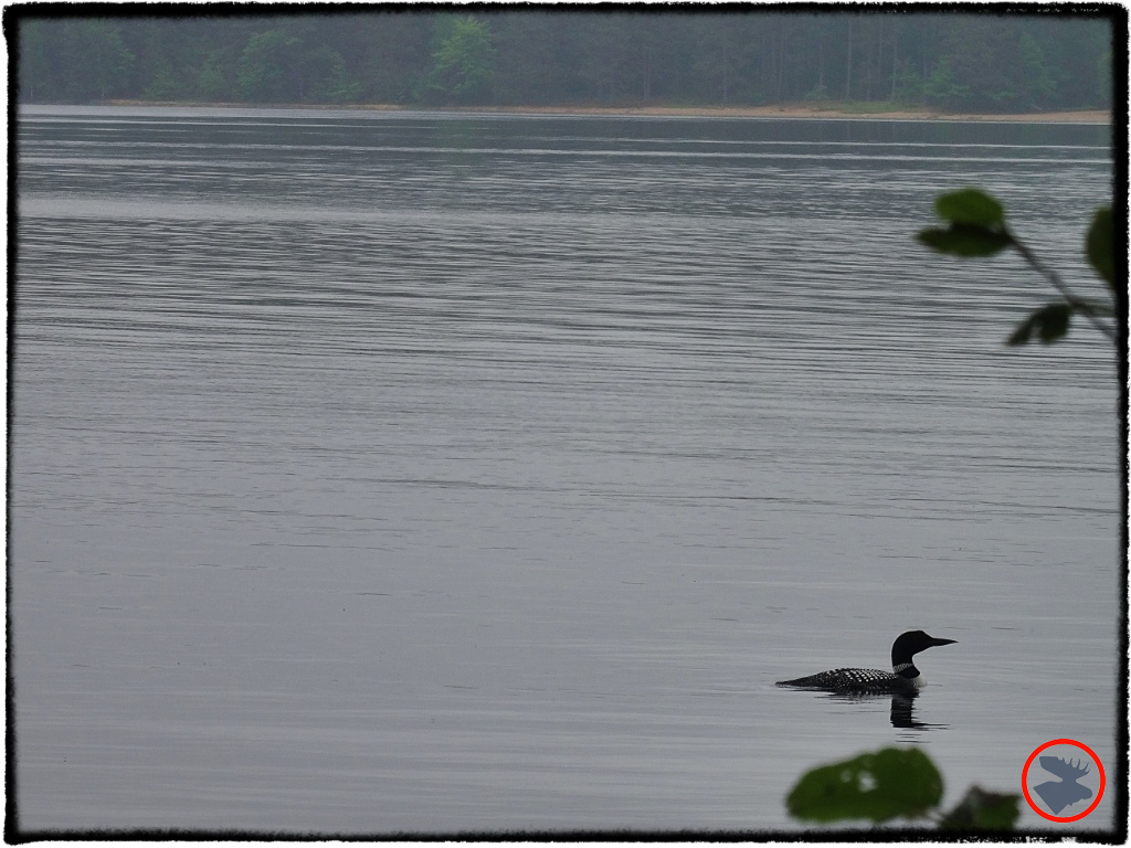 BMP-Post_Lost-Canoe-Lake_Loon_June-2014.jpg
