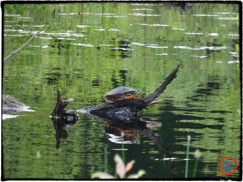 BMP-Post_Lost-Canoe-Lake_Turtle_June-2014.jpg