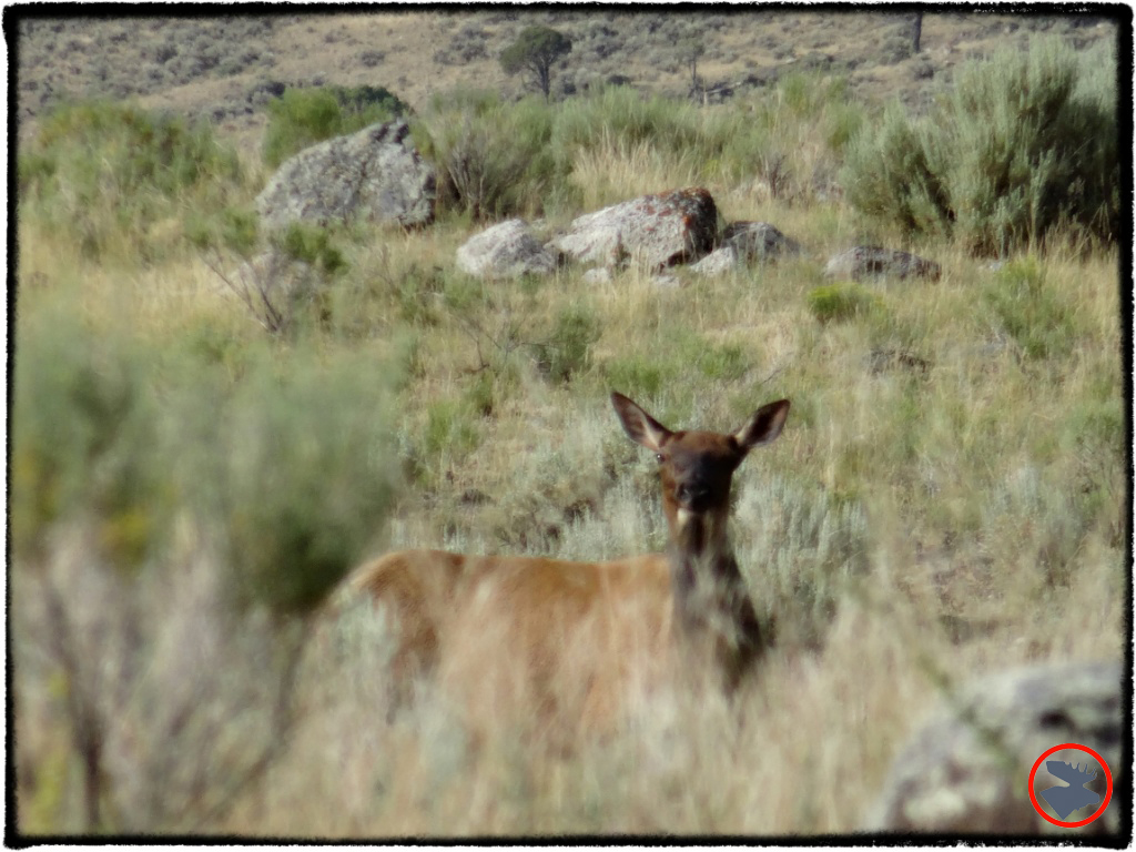 BMP-Post_Yellowstone_Mule-Deer1_October-2014.jpg