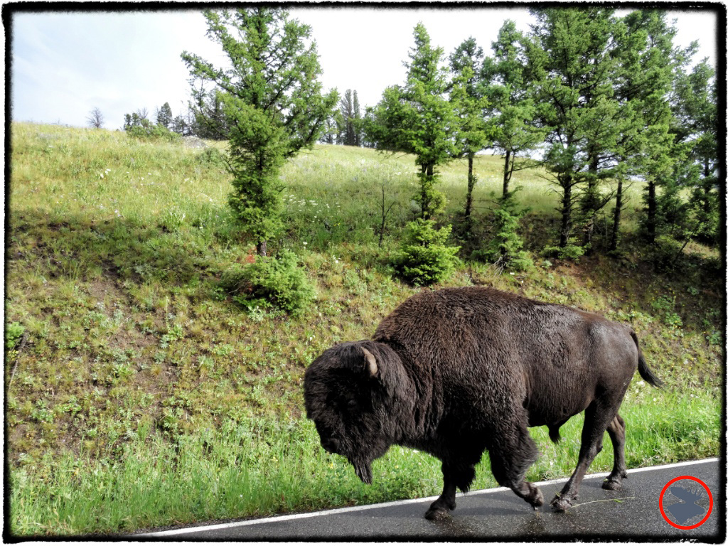 BMP-Post_Yellowstone_Bison2_October-2014.jpg