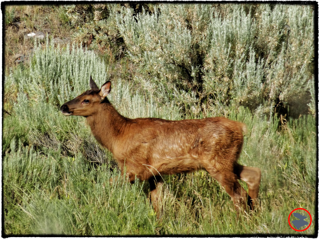 BMP-Post_Yellowstone_Mule-Deer2_October-2014.jpg